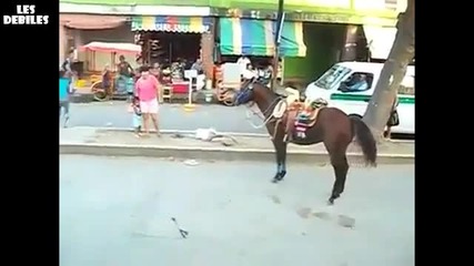кон прави салто няма такъв смях !!!