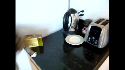 Смешно коте и тостер