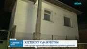 Повдигат обвинения на мъжа и жената, заснемали как изтезават животни и продавали видеата