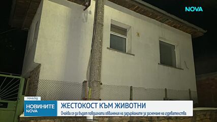 Повдигат обвинения на мъжа и жената, заснемали как изтезават животни и продавали видеата