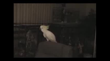 funny parrot dancing