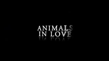 Животните в любовта 