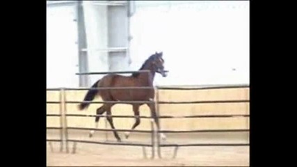 Cuatro {horses}