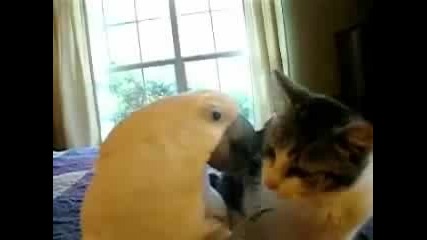 Приятелство Между Папагал И Котка 