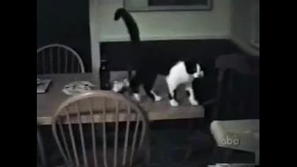 Забавни котки
