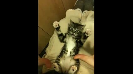 Най - сладкото коте