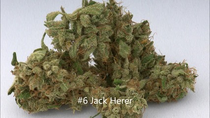 Top 10 Marijuana Strains of all time