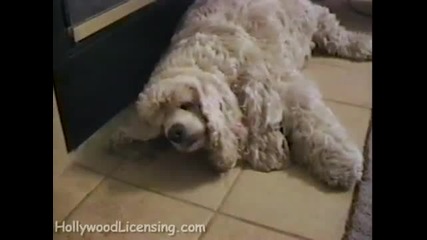 Много смях 21 (hits and Misses 3 & Dogs Unleashed 6) 