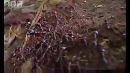 Tiny diver ants Vs red ants - Ant Attack - Bbc wildlife