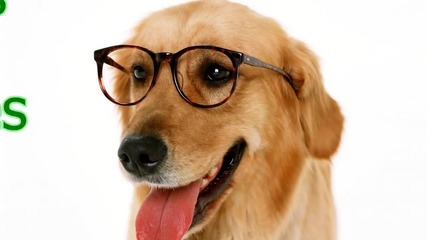 Котки и кучета, които носят очила - Забавна Компилация