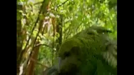 Рядка птица обезчести фотограф