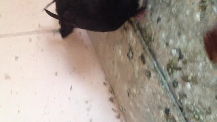 паламарски гълъби