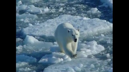 Ours Ou Nounours