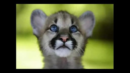 crazy animal funny
