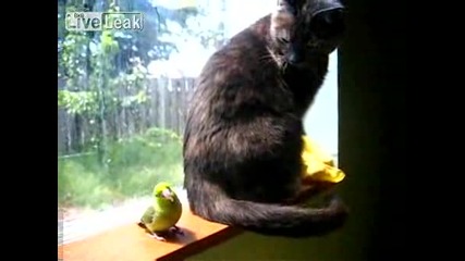 Папагал И Коте