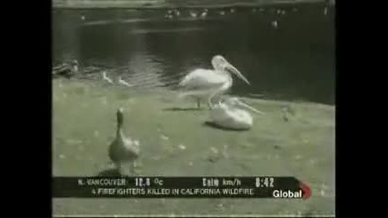 Гадно - Пеликан изяжда гълъб 