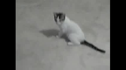 Скачаща котка - Смях