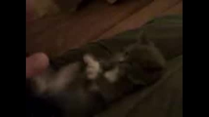 Малко сладко котенце