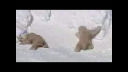 Polar Bear