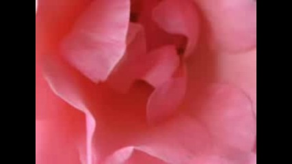 Barд±еџ Manг§o - Gгјl Pembe
