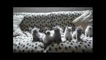 Техно котки 