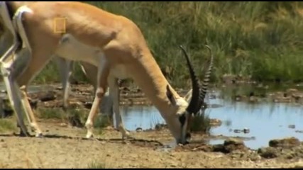 National - Geographic - Planet - Carnivore - (2007) - Lion - 3 - 5 