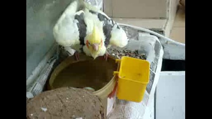 Лори на баня