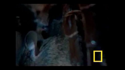 National Geographic - Огромна Тарантула