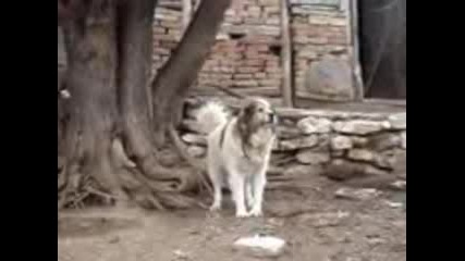 Чобанско Куче