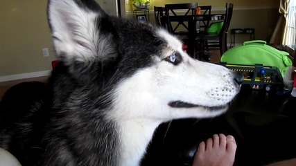Mishka says _bye Bye_ - Dog Talking