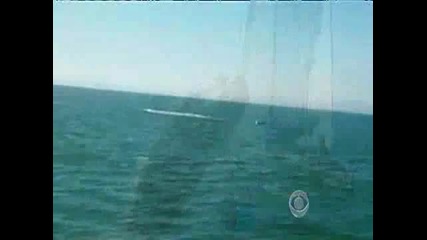 40-тонен кит разбива яхта!