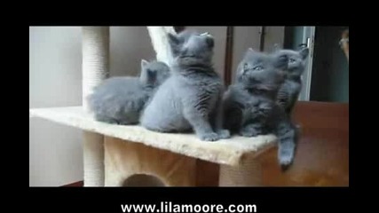 Lilamoore - British Shorthair Kittens - 7 weeks