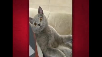 Iron Cat