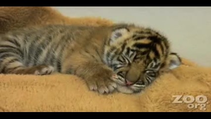 Бебе Тигър 
