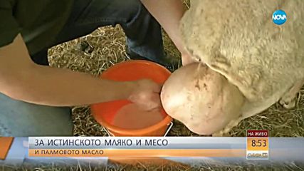 Овцевъдите се събраха на поредния национален събор
