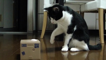 Коте в недоумение...