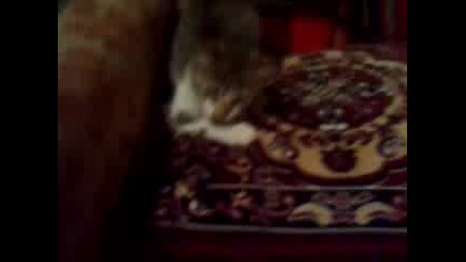 funny cat