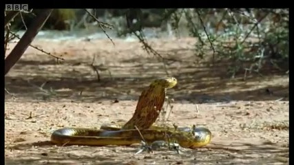 Ground Squirrels tease a Cape Cobra - Wild Africa - Bbc 