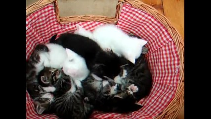 Кошница пълна с малки котенца !