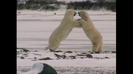 Huskies and Bears - Wild Polar Bear Diary - Bbc 