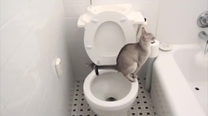 Котка ходи по голяма нужда в тоалетна!