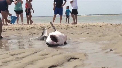 Хора спасяват голяма бяла акула, която заседна на пясъка