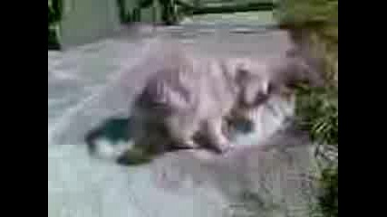 Котенца Правяте Секс