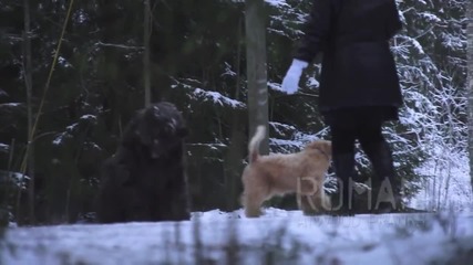 Мечка атакува хората! Шега !