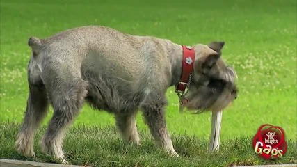 Teleportion Dog Bone Prank