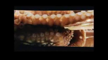 National Geographic - Octopus Escape