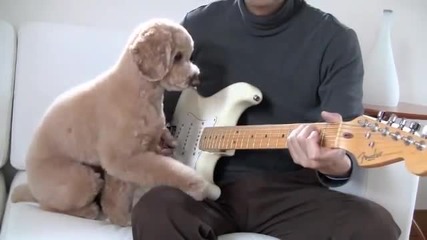 Сладко куче иска да свири на китара !