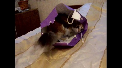 Котката ; ]