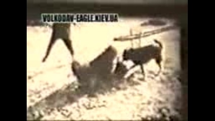 wolfhound vs two wolfs - fight to death.
