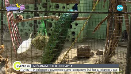 Бейби бум в зоопарка във Варна